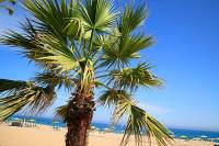 palme-2543
